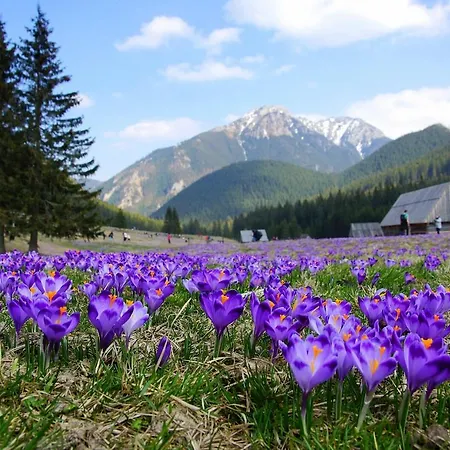 Lesniczowka U Zieby كوشتيليسكا